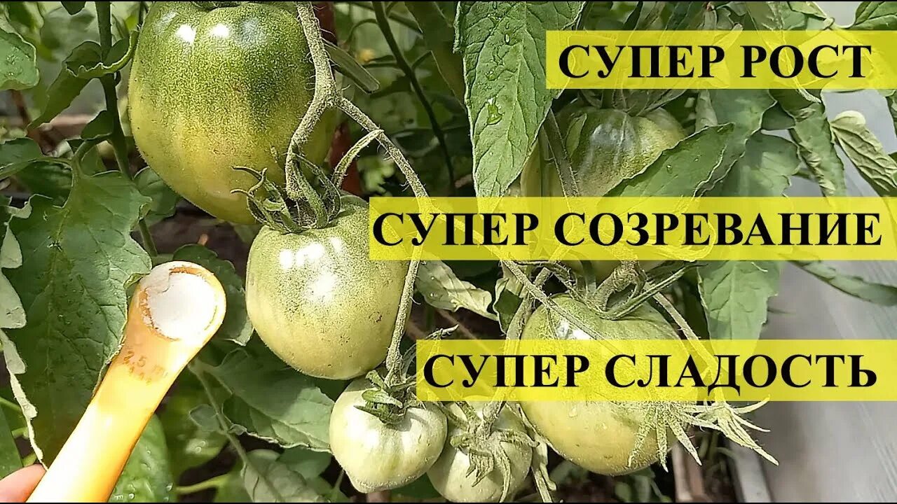 Чтобы томаты были сладкими чем подкормить