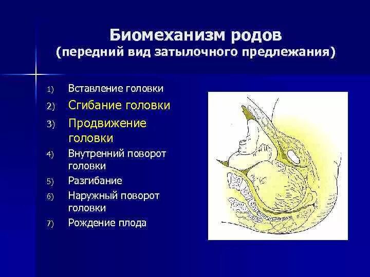 Самопроизвольные роды в затылочном предлежании. Биомеханизм родов при переднем виде затылочного предлежания. Биосиханизм род передний вид. Биомеханизм при переднем виде. Биомеханизм родов при физиологических родах.