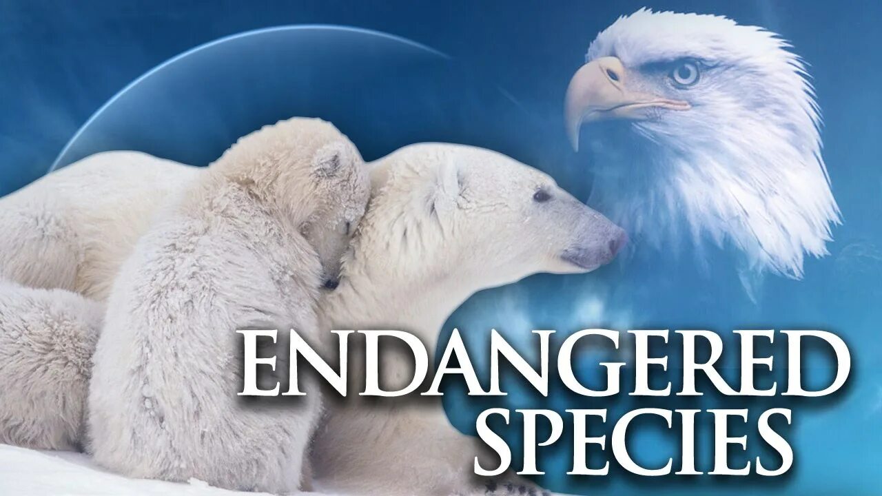 Release reduce adopt reusable endangered species. The endangered species Act. Endangered species картинка. Вымирающие виды животных на английском. 10. Endangered species.