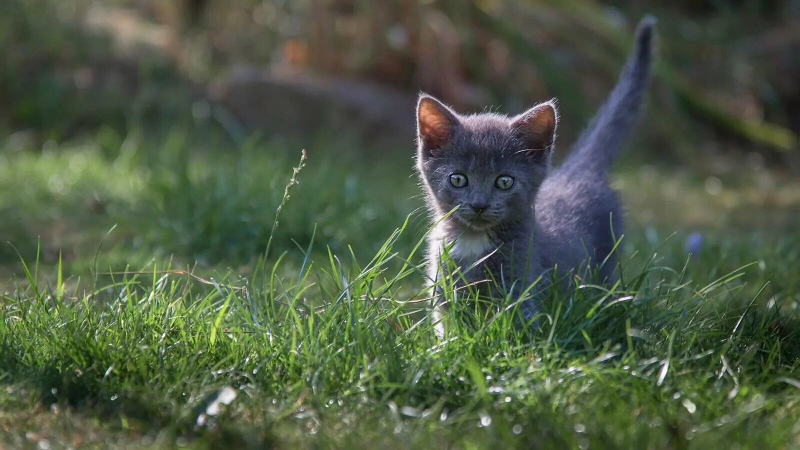 Желтая пшеница серый котенок. Серый котенок в траве. Котята на травке. Котенок в траве. Серый котёнок.