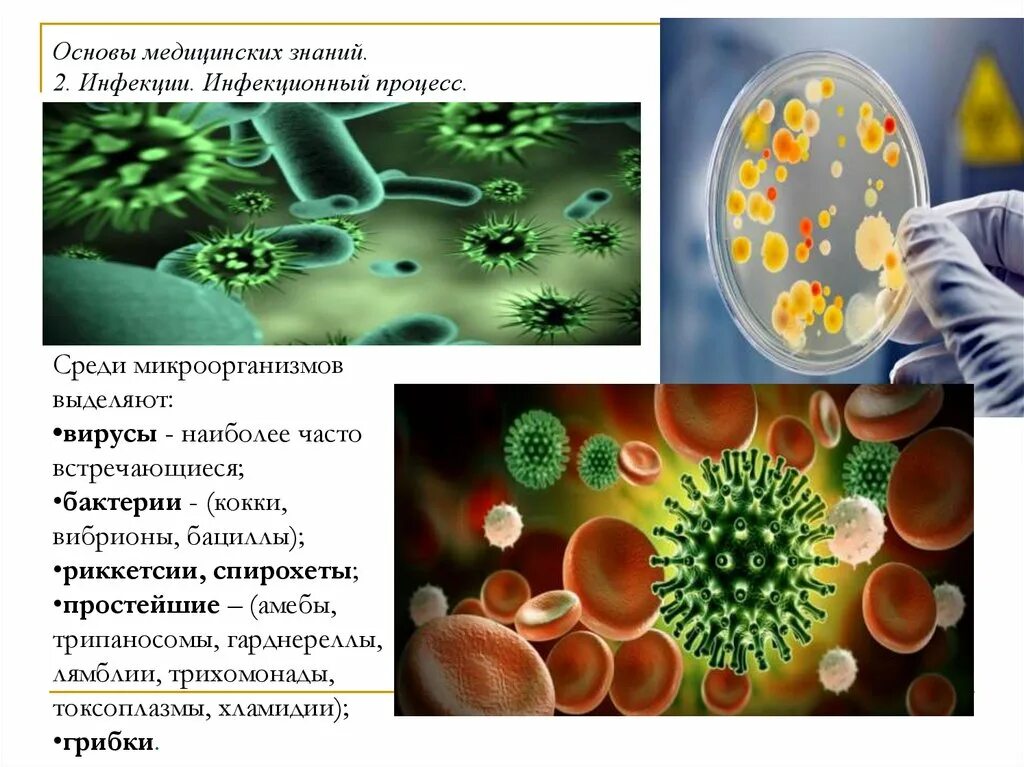 Среди бактерий встречаются. Бактерии вирусы риккетсии. Риккетсии это вирусы. Бактерии вирусы риккетсии грибки. Среди бактерий выделяют.