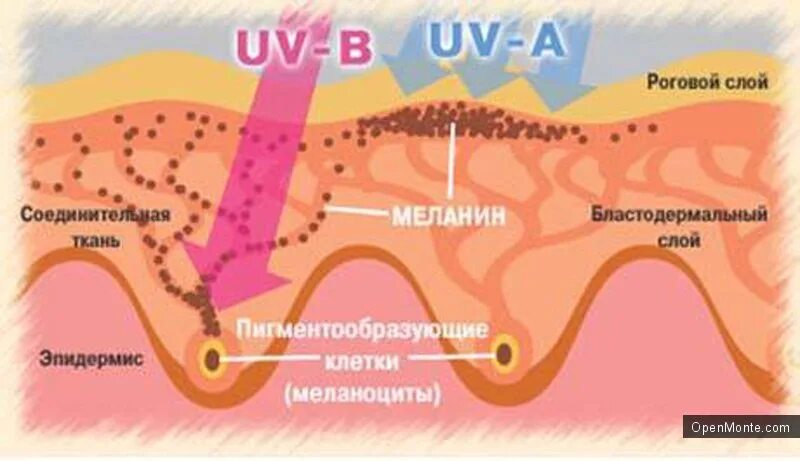 Меланоциты меланин кожа. Механизм появления загара. Выработка меланина в коже. Воздействие УФ лучей на кожу. Кожа защищает организм от ультрафиолетовых лучей