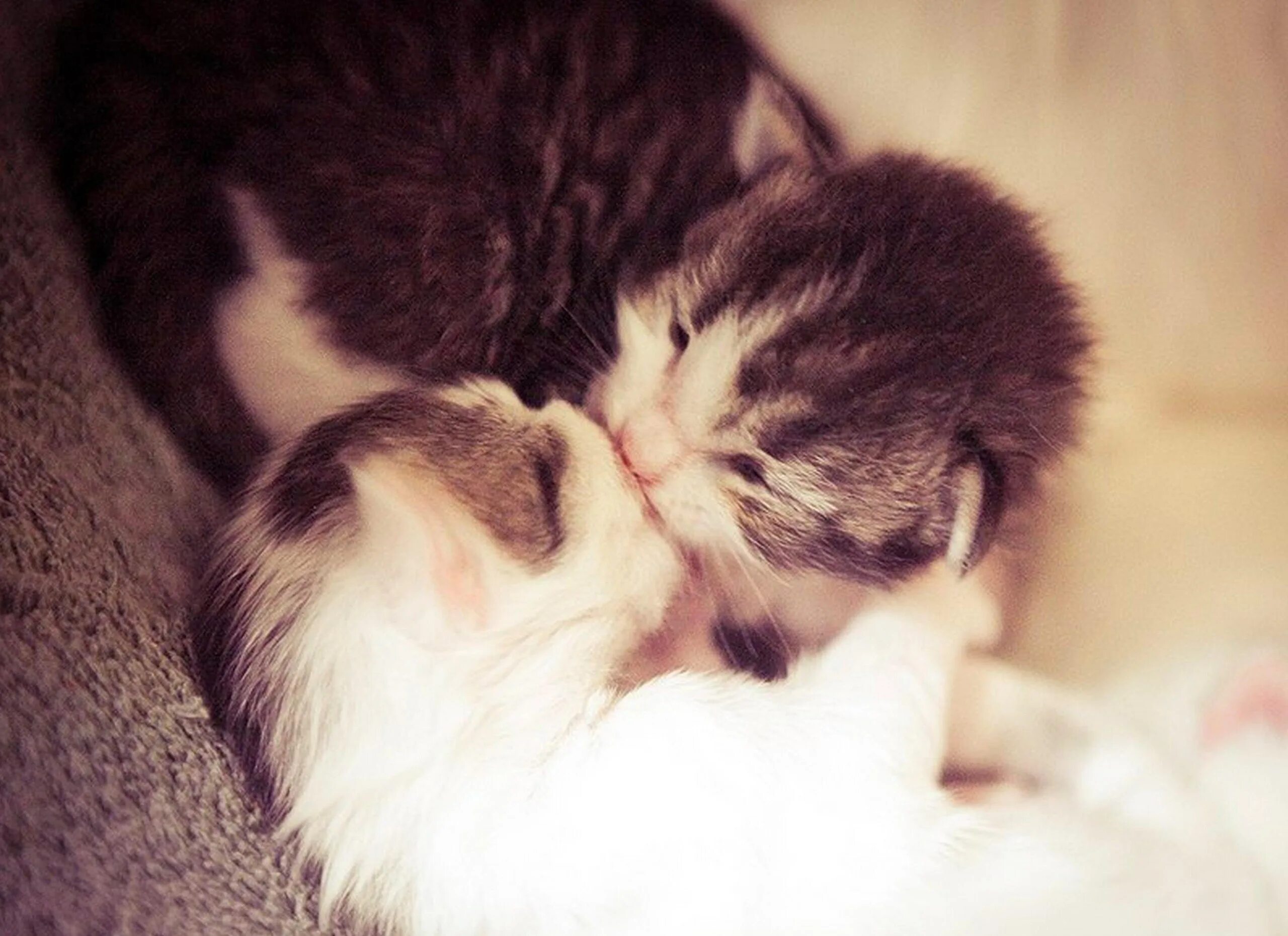 Котята обнимаются. Кошки любовь. Котики обнимашки. Милые котики обнимаются. Муж кису