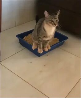Кот сидит в лотке