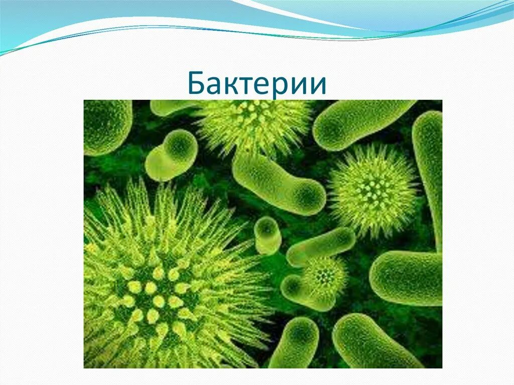 Происхождение бактерий. Бактерии самые древние организмы. Бактерии самые древнейшие организмы на земле. Бактерии растений. Микроорганизмы на растениях.