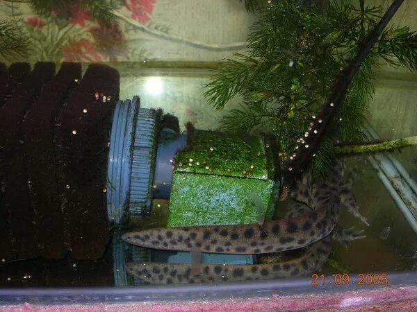 Икра тритона обыкновенного. Тритон откладывает яйца. Икра тритона обыкновенного. Икра иглистого тритона. Икра тритона.