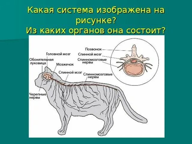 Органы животных 6 класс