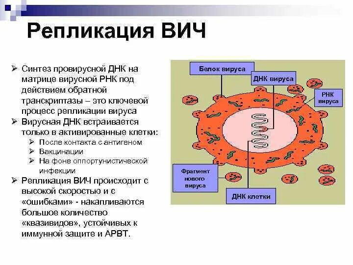 Нуклеотид вируса. Репликация ретровирусов. Механизм репликации вируса ВИЧ. Схема вируса ВИЧ. Вирус ВИЧ В репликация схема.