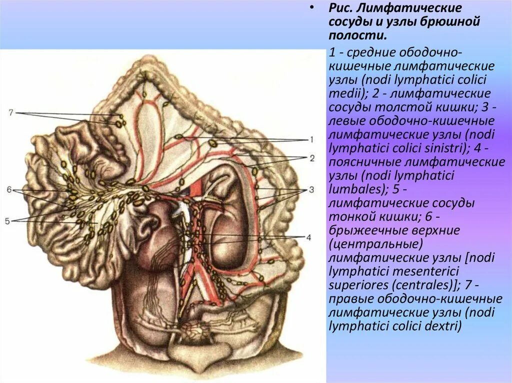 Лимфатические узлы в кишечнике. Брыжеечные лимфатические узлы. Лимфоузлы брыжейки толстой кишки. Мезентериальные и брыжеечные лимфоузлы. Лимфатическая система брюшной полости анатомия.
