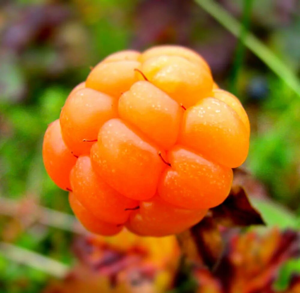 Cloudberry. Морошка. Морошка ягода. Морошка обыкновенная. Морошка растет.