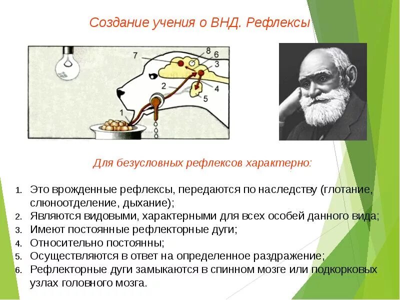 Безусловные рефлексы являются передаются. Учение и.п. Павлова о высшей нервной деятельности.. Типы высшей нервной деятельности (и.п.Павлов) физиология. Высшая нервная деятельность учение Павлова. И.П. Павлов о высшей нервной деятельности рефлексы.