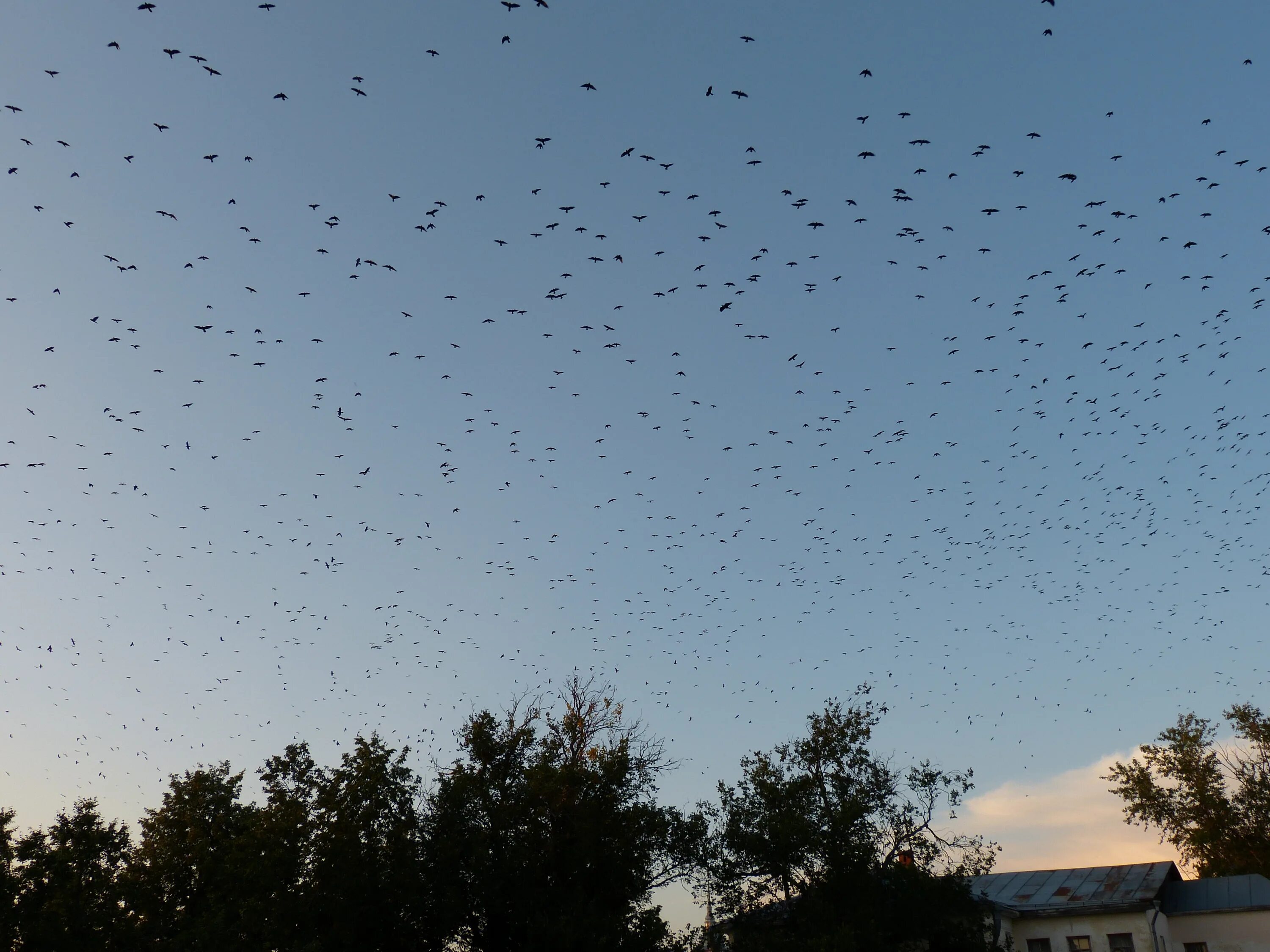 Стая птиц. Стая птиц в небе. Миграция птиц. Птицы над Москвой.