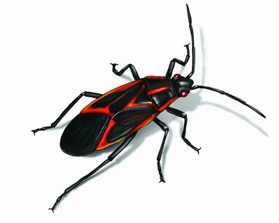Bug but
