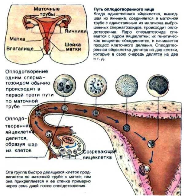 Путь оплодотворенной яйцеклетки в матку. Путь оплодотворенной яйцеклетки в матку по дням. Яйцеклетка женщины оплодотворение. Процесс овуляции и зачатия. Овуляция половые губы