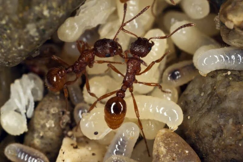 Муравьи враги. Муравьи myrmica rubra. мирмика рубра. рыжая мирмика муравей. муравьи эцитоны.