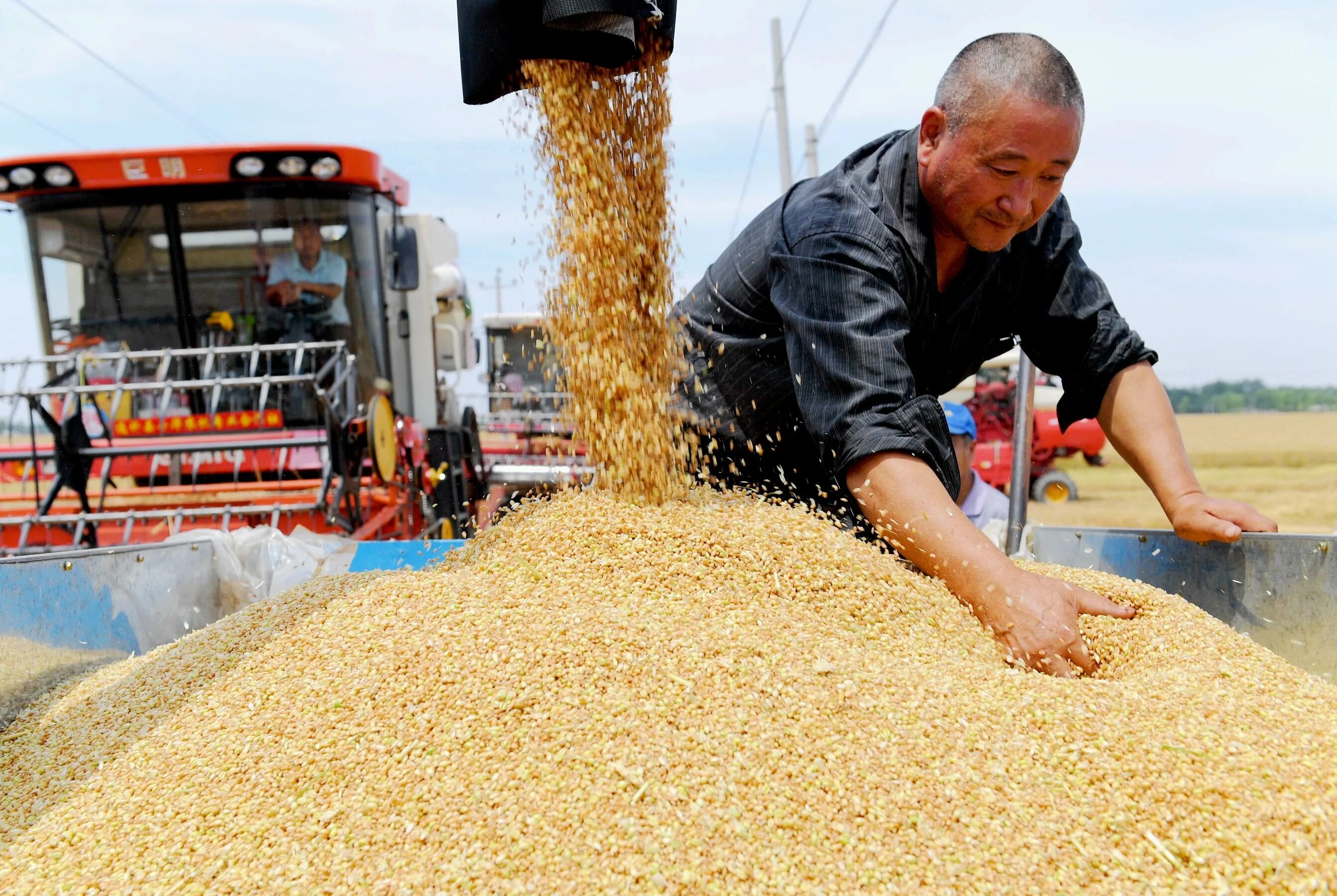 Количество собранного зерна. Экспорт зерна в Китай. Сбор пшеницы в Китае. Урожай зерна. Китай сбор урожая.