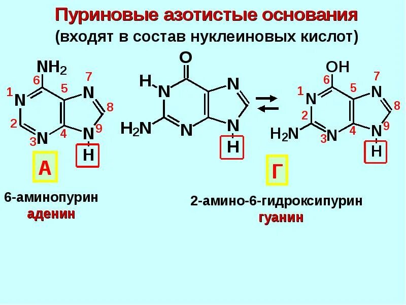 Пиримидиновые азотистые основания нуклеотидов. Пуриновые азотистые основания РНК. Азотистое основание формула химическая. Пуриновые и пиримидиновые азотистые основания в ДНК.