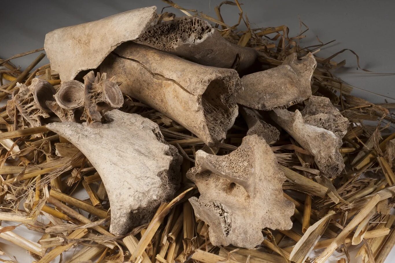 Bone fragments. Old bone