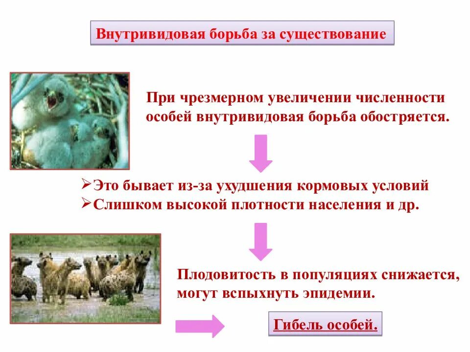 Межвидовые отношения презентация. Борьба за существование это в биологии 7 класс. Виды борьбы за существование биология 9 класс. Борьба за существование биология 9 класс. Бомба за существование.