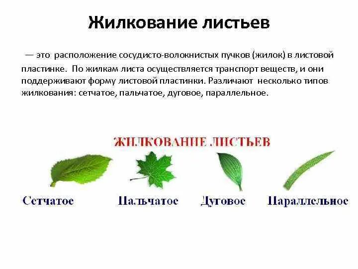 Какие листья расположены на стебле: найдено 80 изображений