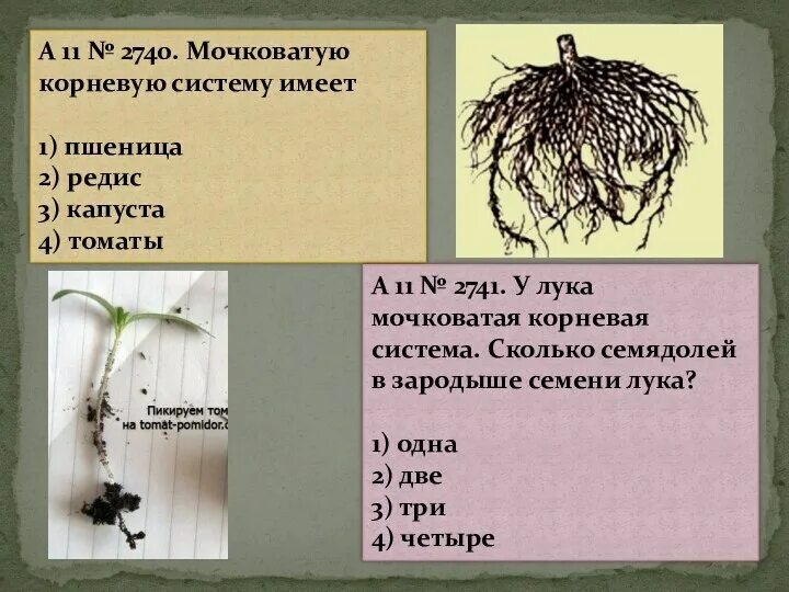 Растений имеют мочковатую корневую систему. Мочковатую корневую систему имеет. Мочковатая корневая система. Московая корневая система. Мочковатый корень.