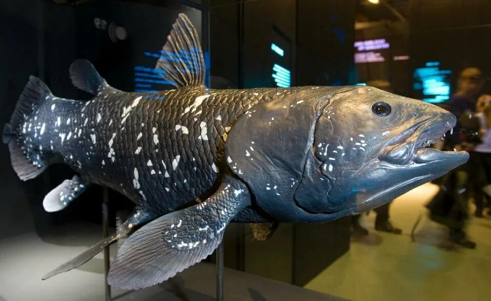 древняя рыба латимерия. латимерия халумна. латимерия вес. латимерия какая рыба. латимерия какая рыба.