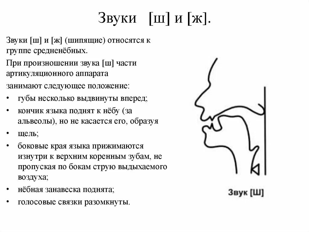 Произношение звука c. Межзубный сигматизм шипящих звуков. Губно-зубной сигматизм шипящих звуков. Профили шипящих звуков ш и ж. Упражнения для коррекции межзубного сигматизма.