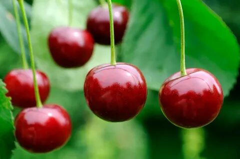 Best cherries