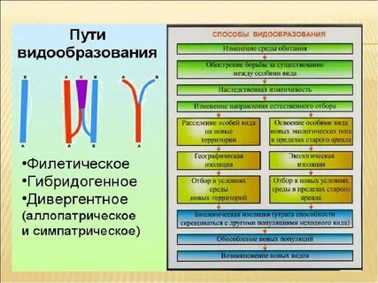 Способы видообразования биология 9 класс