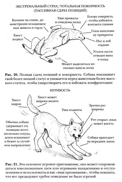 Поведение собак характеристика. Язык тела собак сигналы. Язык телодвижений собак. Язык тела собаки как понять. Язык жестов собак.