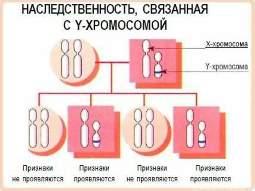 Заболевания сцепленные с y хромосомой. Признаки наследования, сцепленного с y-хромосомой. Сцепленный с полом Тип наследования. Наследование х хромосомы схема. Болезни связанные с y хромосомой.