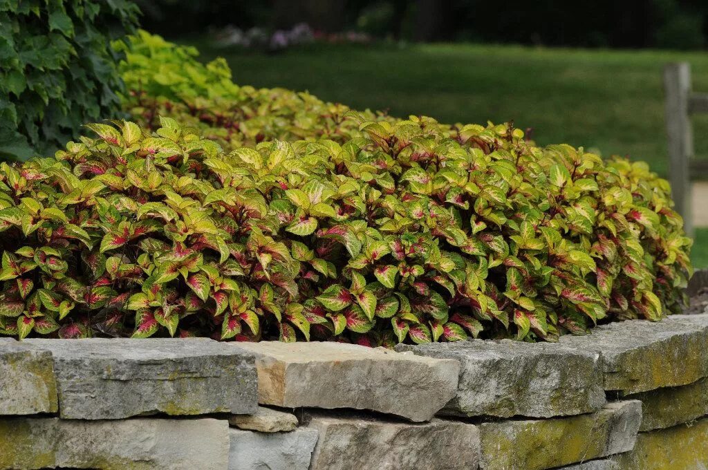 Какую температуру выдерживает колеус на улице. Колеус premium sun rose lime magic. колеус coleus rose. колеус rose to lime. колеус premium sun mighty mosaic.