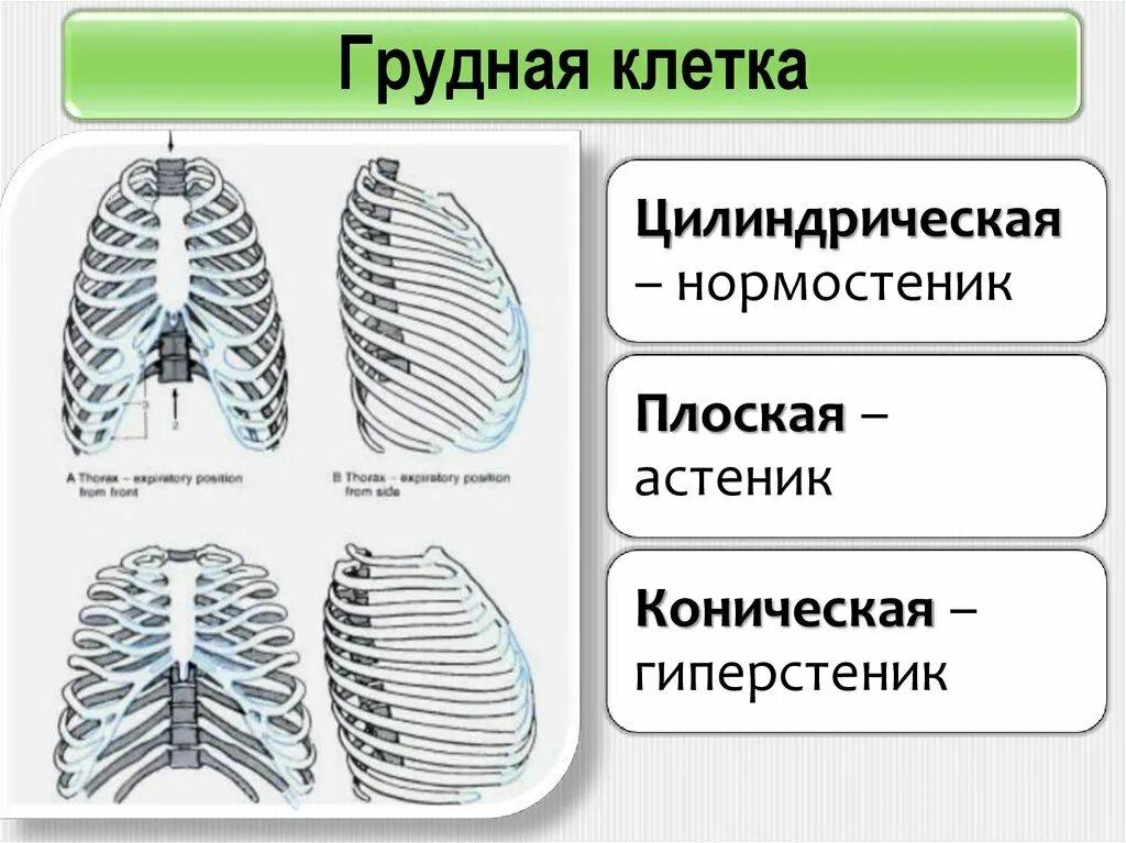 Округлая грудная клетка