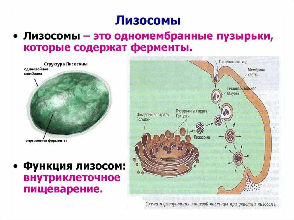 Лизосома функции органоида. Функции органиодов лизосом. Клетка органоиды клетки лизосомы. Строение органоида лизосомы. Органоидами клетки эукариотической являются