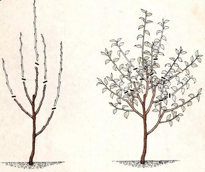 Нужно ли обрывать первые. Формировка кроны яблони. Подрезка груши весной формирование кроны. Обрезать грушу весной. Формировка кроны груши Чижовская.