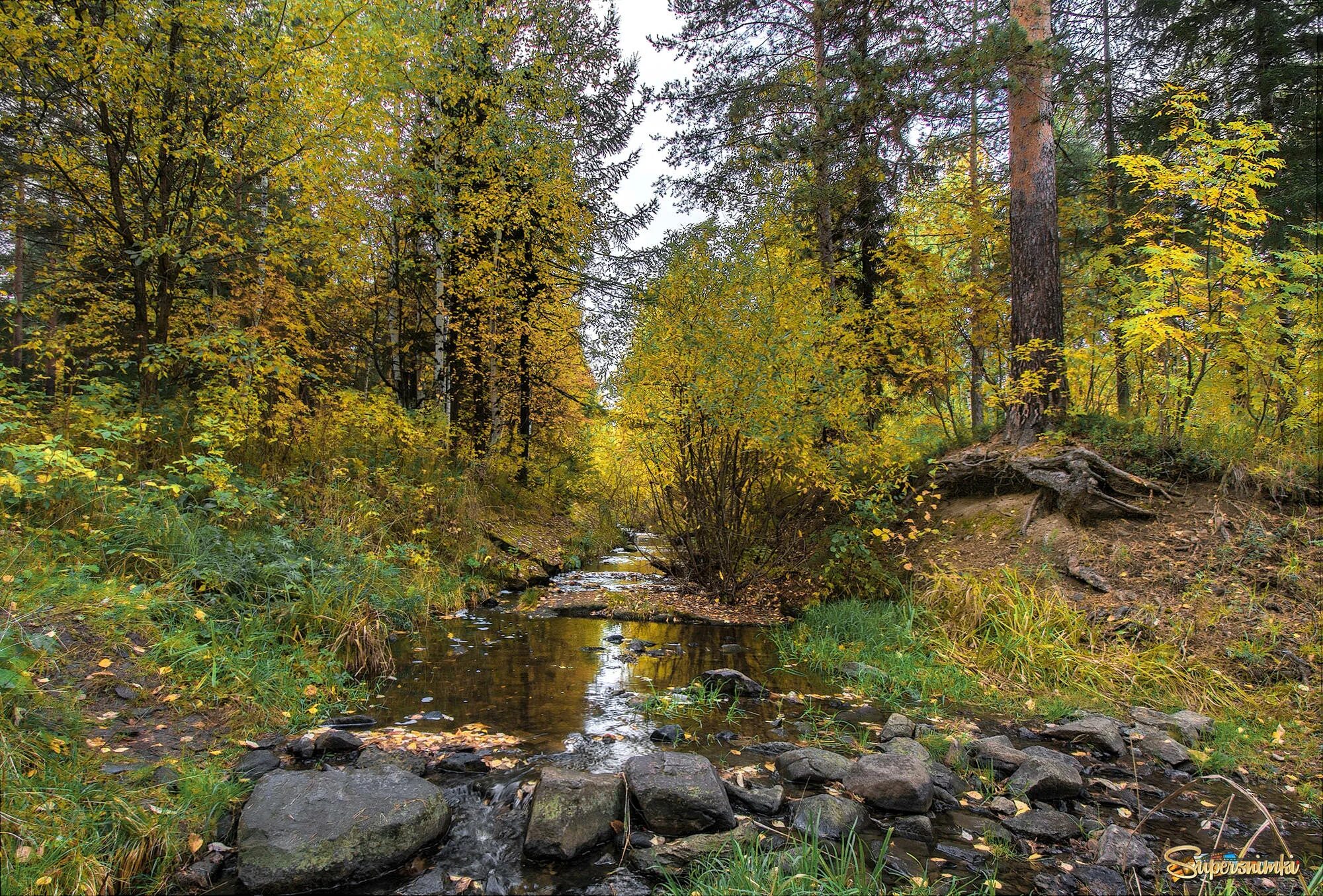 Осень ручей. Ручей в осеннем лесу. Осенний пейзаж ручей. Фото осень ручей.