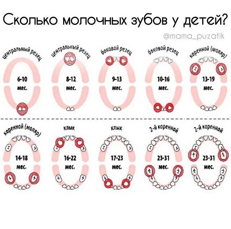 Постоянные зубы у ребенка 9 лет. Постоянные зубы у ребенка 9 лет