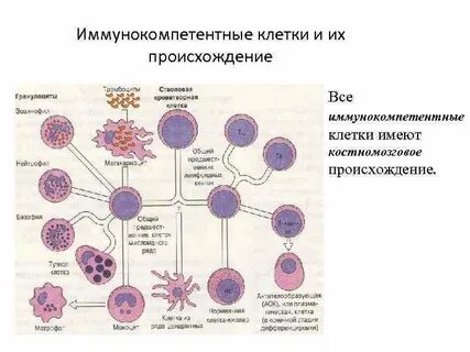 Морфофункциональная характеристика клетки