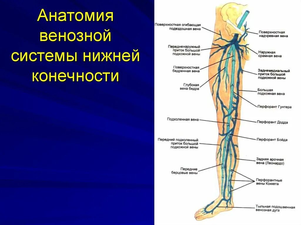 Схема поверхностных вен нижних конечностей. Притоки мпв. Малоберцовая вена анатомия. Подкожная вена нижней конечности анатомия. Пкв вена нижней конечности.