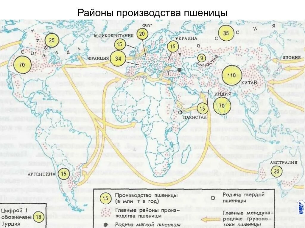 Основные районы производства пшеницы. Производство пшеницы в мире карта. Основные районы выращивания пшеницы кукурузы риса в мире. Главные районы выращивания пшеницы. Крупные производители технических культур