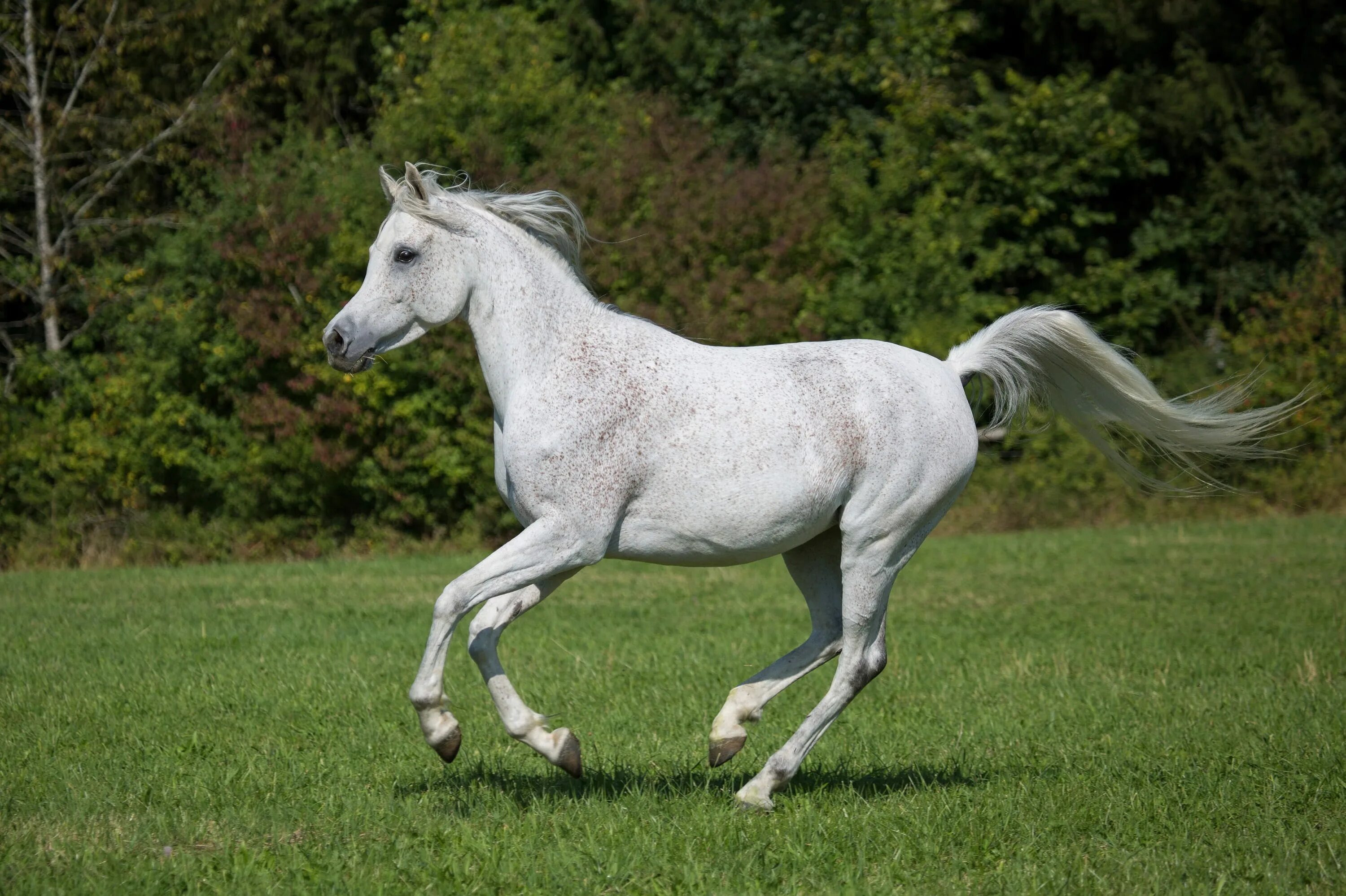 Белоснежные лошадки. Белая лошадь ТОМПСОНОВ. Лошадь бежит. Белая кобыла. Белая лошадка.