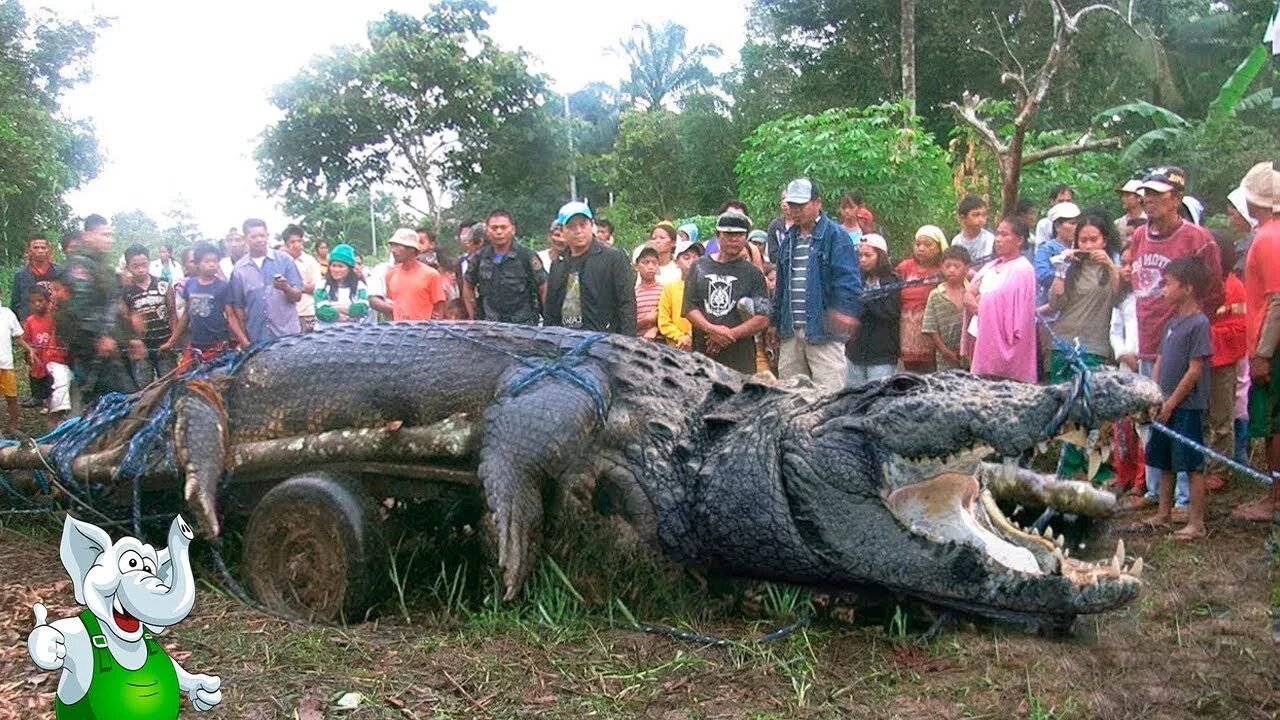 10 самых больших животных. Самый большой крокодил в мире рекорд. Аномально большие животные в мире. Самые большие звери. 7 Аномально больших животных в мире.