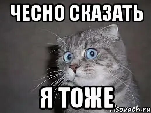 Просто я тоже смотрю. Честно сказать я в ахуе кот. Честно говоря я в ахуе Мем. Мемы я тоже. Честно сказать я в Аухе кот.