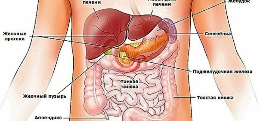 Боли печени и селезенки. Печень поджелудочная железа селезенка. Желудок селезенка поджелудочная железа. Расположение органов у человека поджелудочная железа. Поджелудочная расположение.