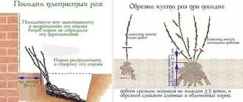 На каком расстоянии садить розы