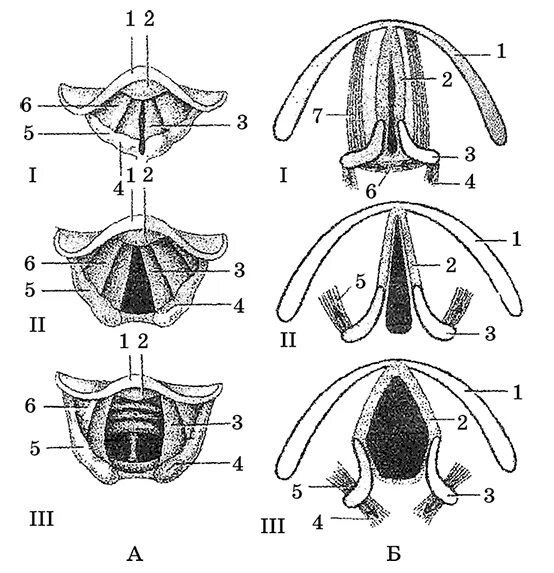 На рисунке изображены различные положения голосовых связок. Закрытая голосовая щель. Голосообразование анатомия.