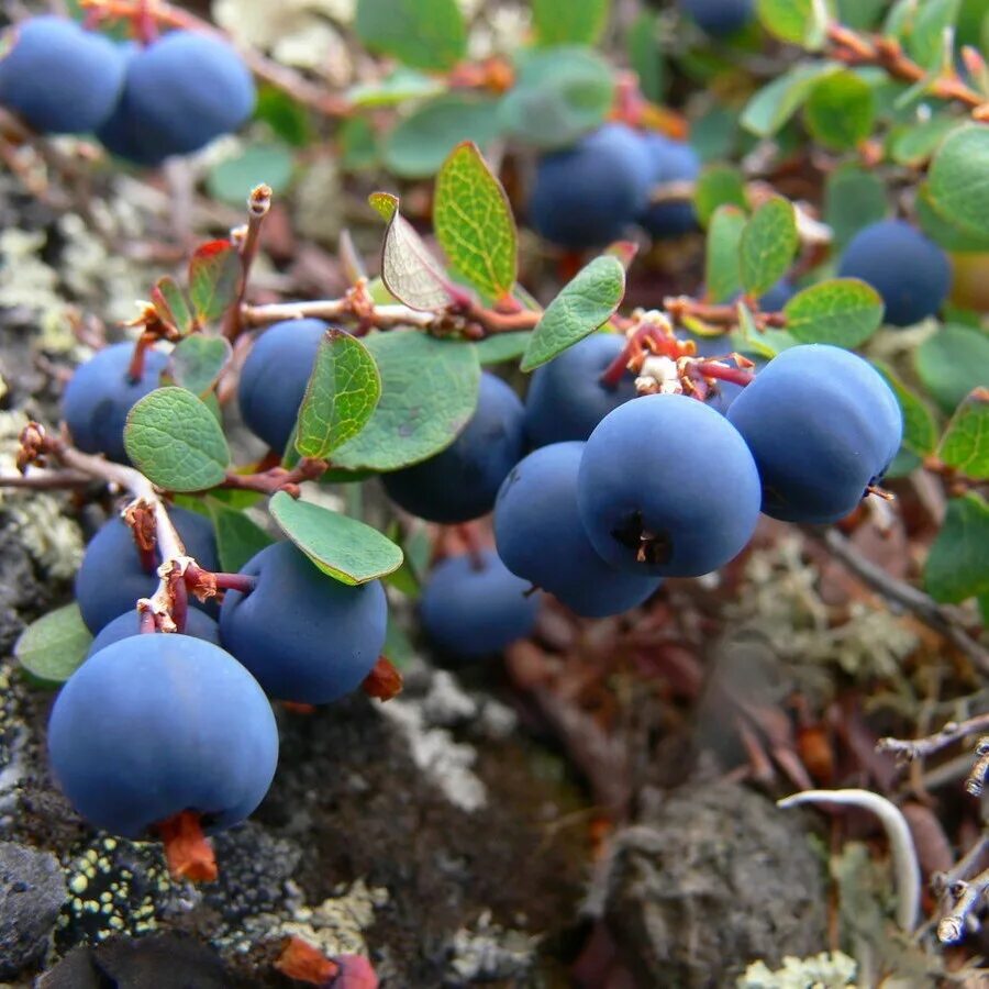 Голубика обыкновенная гонобобель. Vaccinium uliginosum - голубика обыкновенная. Голубика Лесная гонобобель. Гонобобель и голубика. Дика черника