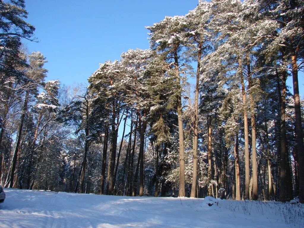 Красный Бор Смоленск. Смоленск пос красный Бор. Сосновый Бор Смоленск. Красный Бор лес.