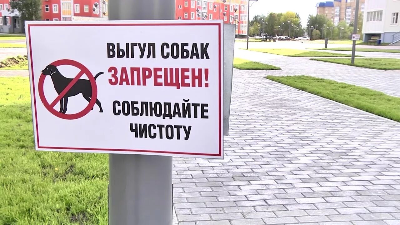 Выгул собак на территории запрещен. Выгул собак во дворе. Выгул собак во дворе. Убирайте за собаками. Джек-рассел-терьер дрессировка.