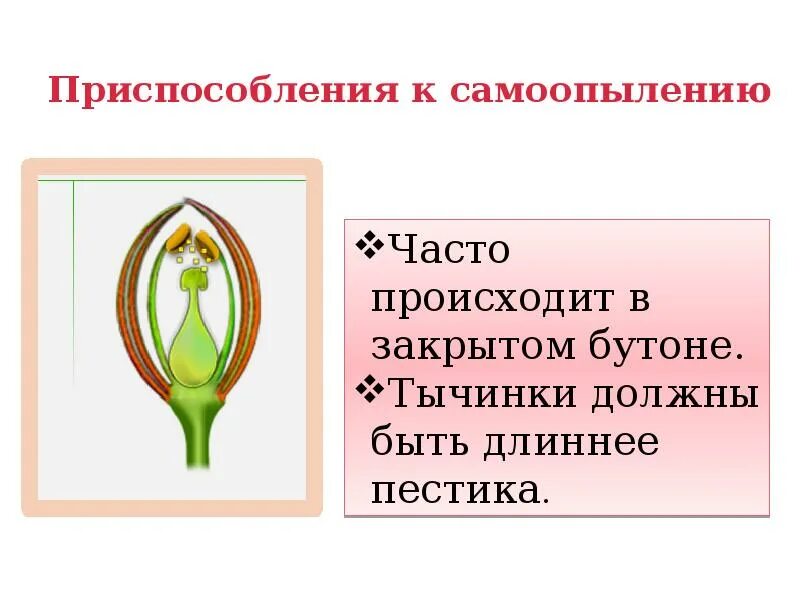 Схема самоопыления. Самоопыление приспособления растений к опылению. Самоопыление и перекрестное опыление. Самоопыление перекрестноопыляемых растений. При самоопылении пыльца